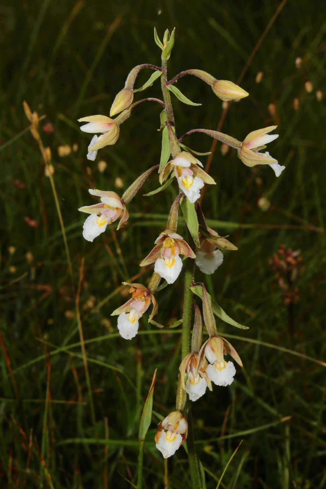 Orchidee dall''appennino Ligure (GE)